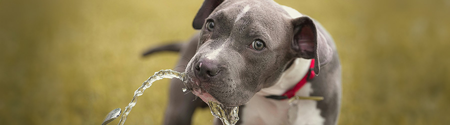 10 Señales de Deshidratación que No Debes Ignorar: Mascotas
